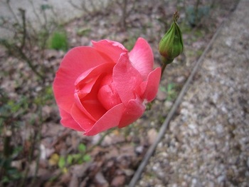 savoye rose.jpg