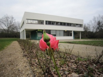 savoye rose2.jpg